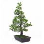 PTpasbeauPin a 5 aiguilles du japon ref: 23110128