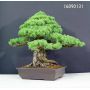 Pinus pentaphylla du Japon ref :16090131