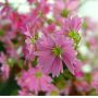 saxifraga fortunei hogyoku