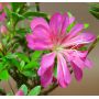 rhododendron tateyama no mai ref : 280501423