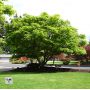 Acer palmatum 'SEIRYU' en godet