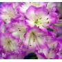 rhododendron l. mangetsu ref :220501531