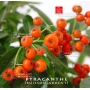 Pyracantha angustifolia bonsai ref: 30090153
