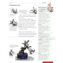 BONSAI FOCUS N° 84