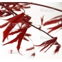 Graines d'Acer palmatum purple ghost