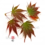 Graines d'Acer palmatum variété 9001