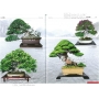 BONSAI FOCUS N° 88