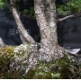 PT Pinus pentaphylla du Japon ref :9070172
