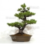 VENDU Pinus pentaphylla du Japon ref : 03070173