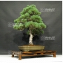 VENDU Pinus pentaphylla du Japon ref : 24070171