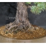 VENDU Pinus pentaphylla du Japon ref : 17070176