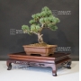 VENDU Pinus pentaphylla ref: 9080173