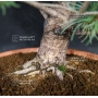 VENDU Pinus pentaphylla  ref :16080173