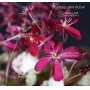 saxifraga fortunei aka boshi