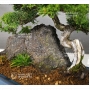 vendu Juniperus chinensis itoigawa 09050181