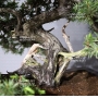 VENDU Juniperus rigida 11050184