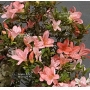 VENDU Rhododendron laeteritium gokko 25050189