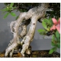 rhododendron laeteritium nisho no hikari 28050184
