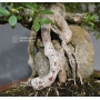 VENDU rhododendron laeteritium tensho 28050185