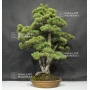 VENDU Pinus pentaphylla 18060181