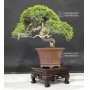VENDU juniperus chinensis itoigawa ref 27060183