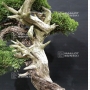 VENDU juniperus chinensis var itoigawa 27060184