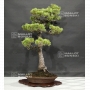 VENDU Pinus pentaphylla 04070185