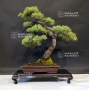 VENDU Pinus pentaphylla 9070181