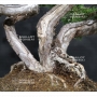 VENDU Juniperus chinensis itoigawa 13070182