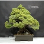 VENDU Pinus pentaphylla 25070184