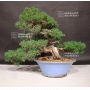 VENDU juniperus chinensis ref 7070192