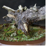 VENDU Pinus pentaphylla du Japon ref :09080191