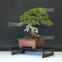 VENDU juniperus chinensis itoigawa ref:14080193