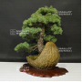 VENDU Pinus pentaphylla 04090197