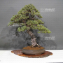 VENDU Pinus pentaphylla ref: 28120194