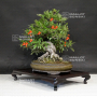 vendu pyracantha angustifolia ref:10100181