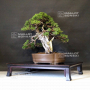 VENDU  juniperus chinensis itoigawa ref:16090193