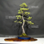 VENDU Pinus pentaphylla ref:16090197