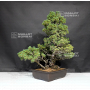 PT Pinus pentaphylla variété zuisho 18090199