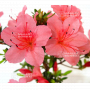 VENDU rhododendron l.  osakazuki ref 4040203