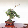 VENDU juniperus chinensis itoigawa 05050206