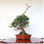 VENDU juniperus chinensis itoigawa 05050209
