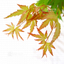 graines d'acer palmatum orange dream