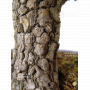 graines d'acer palmatum pine bark