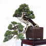 VENDU juniperus chinensis itoigawa ref:20020214