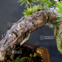 VENDU Pinus pentaphylla du Japon ref :25060218