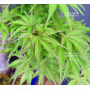 PT pot casse palmatum seigen  06050216