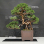 VENDU juniperus chinensis itoigawa 5110212