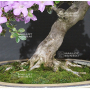 VENDU rhododendron kumpu 14060191