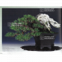 BONSAI FOCUS N° 119